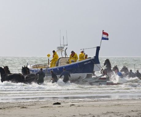 Kleurplaat voor kinderen - VVV Ameland - De demonstratie van de paardenreddingsboot laat zien hoe vroeger mensen uit zee werden gered.