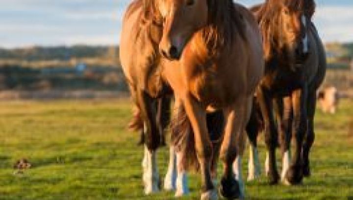 Natuur Ameland