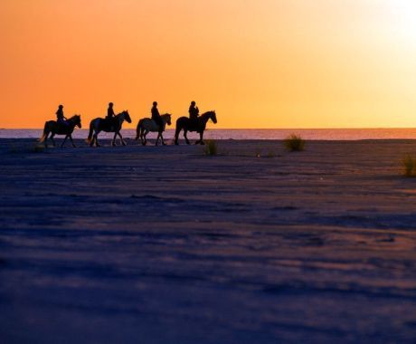 Paardeneiland Ameland - VVV Ameland