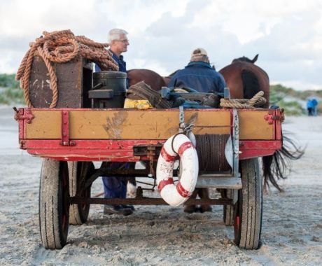 Paardeneiland Ameland - VVV Ameland