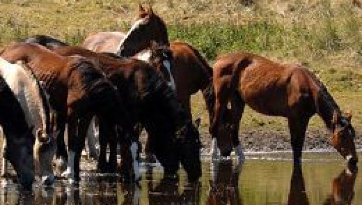 Paardeneiland Ameland - VVV Ameland