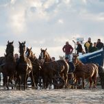 Demonstratie paardenreddingboot - VVV Ameland