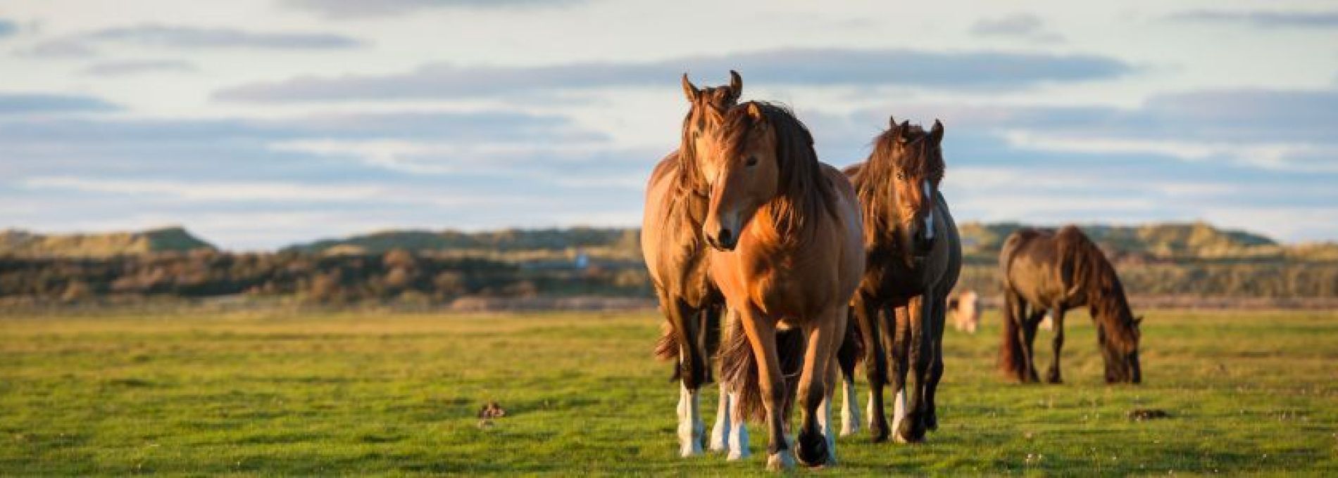 Veelgestelde vragen over activiteiten en evenementen op Ameland - VVV Ameland