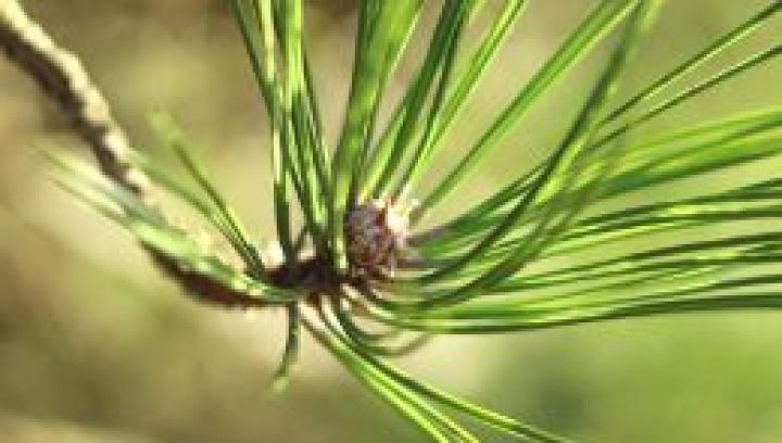 Spelregels bos Staatsbosbeheer Ameland