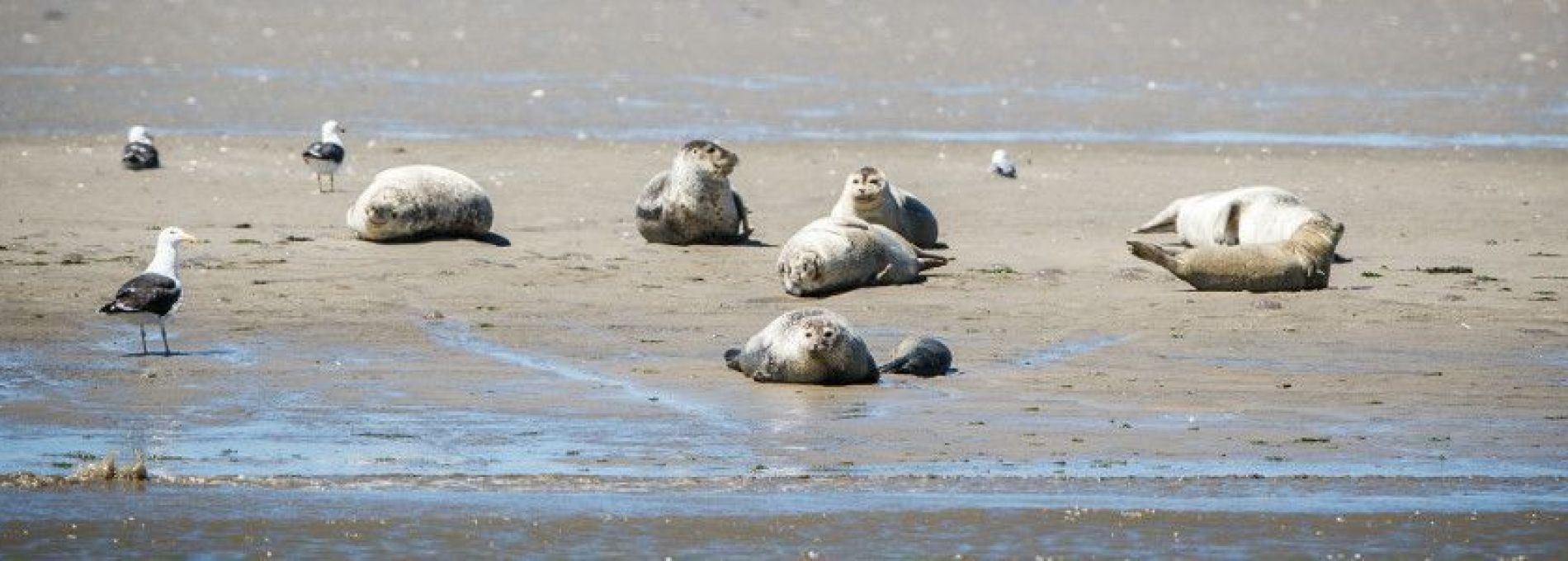 Veelgestelde vragen over het houden van een spreekbeurt over Ameland - VVV Ameland