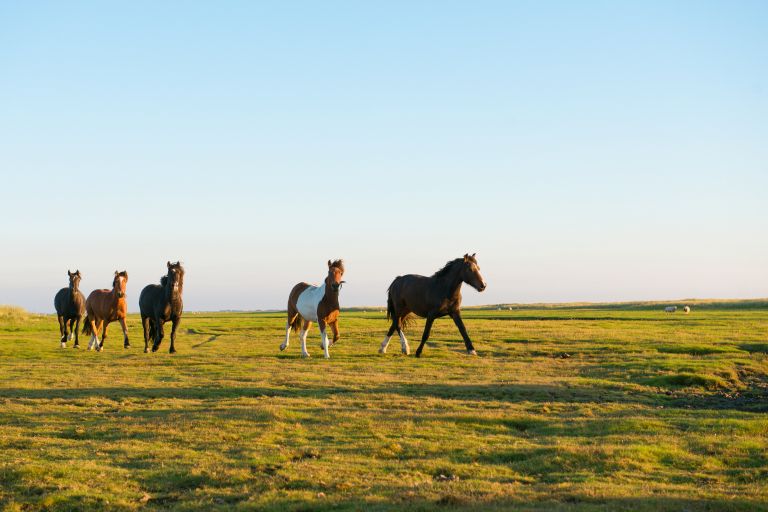 Herfstvakantie op Ameland - VVV Ameland