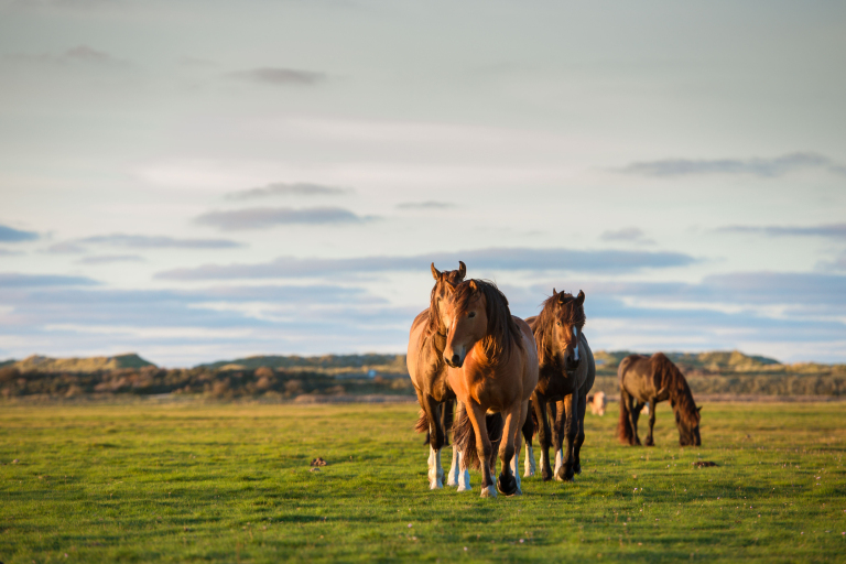 Nazomer op Ameland, tijd voor twee - VVV Ameland