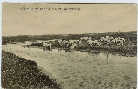 Schapen met herder op de buitenweide - VVV Ameland