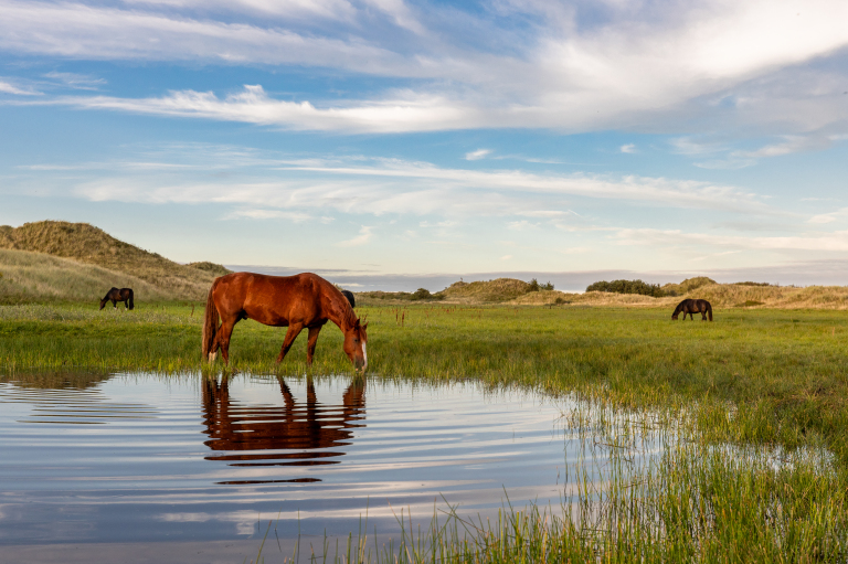 vvv_ameland_197_5.jpg