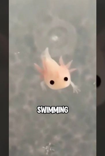 Axolotl #animals #cuteanimal #pets