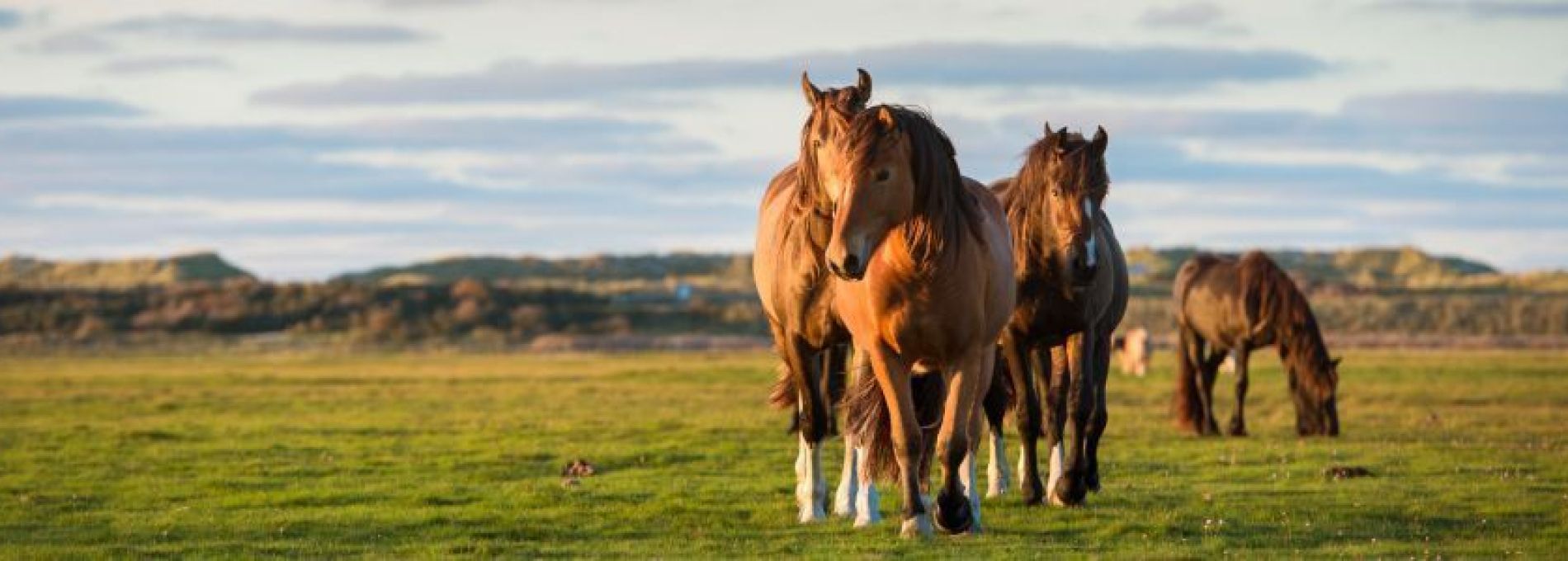 Veelgestelde vragen over accommodaties op Ameland - VVV Ameland