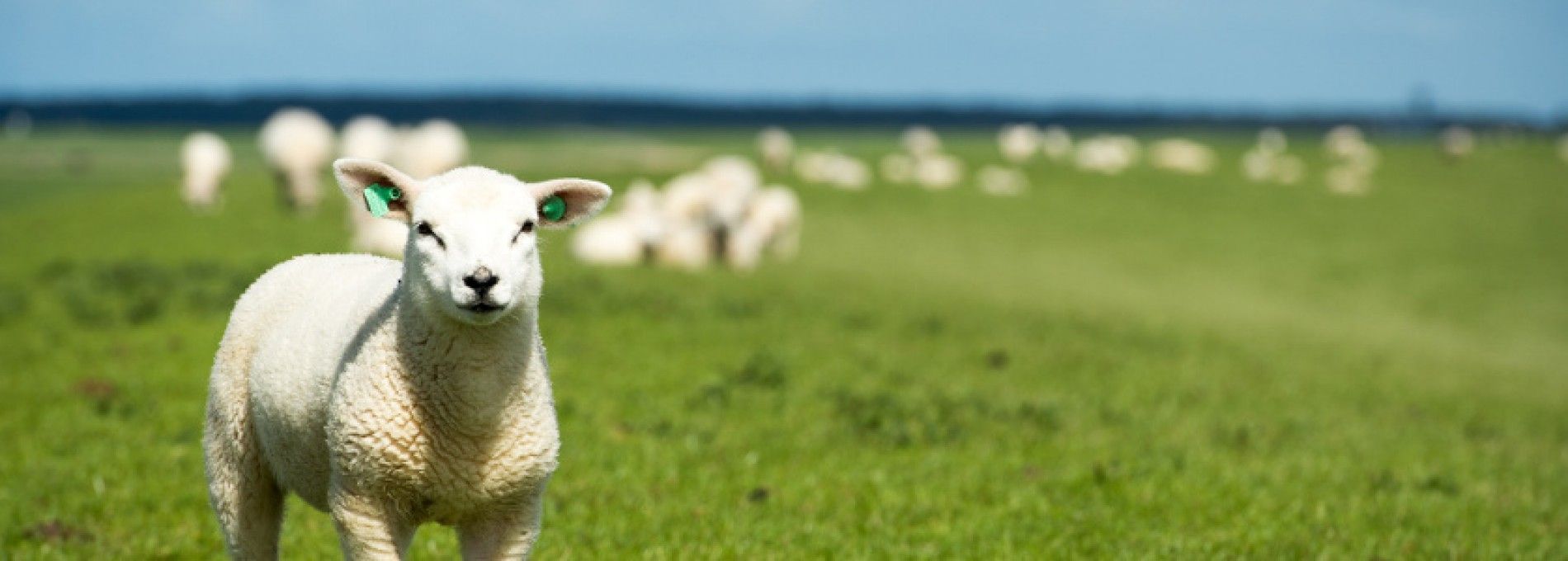 Groepsaccommodaties in Ballum Ameland