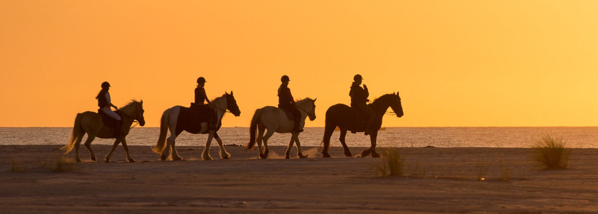 Paardrijden op Ameland - VVV Ameland