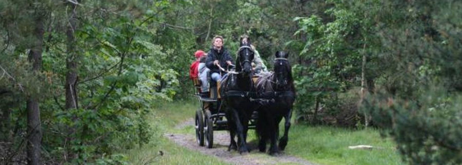 Stal van Buren - verhuur gezelschapsritten - VVV Ameland