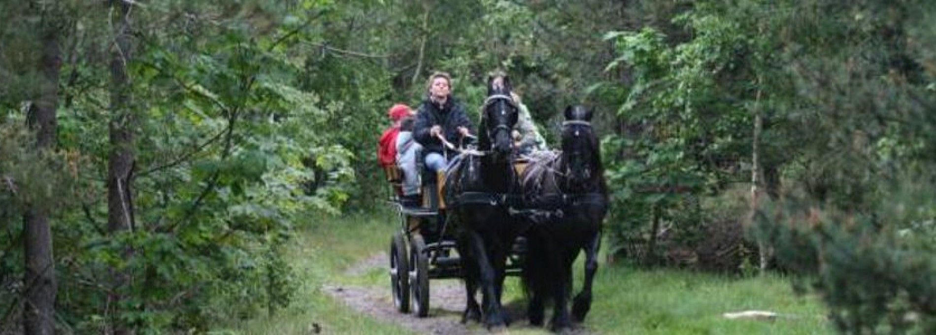 Stal van Buren - verhuur gezelschapsritten op Ameland