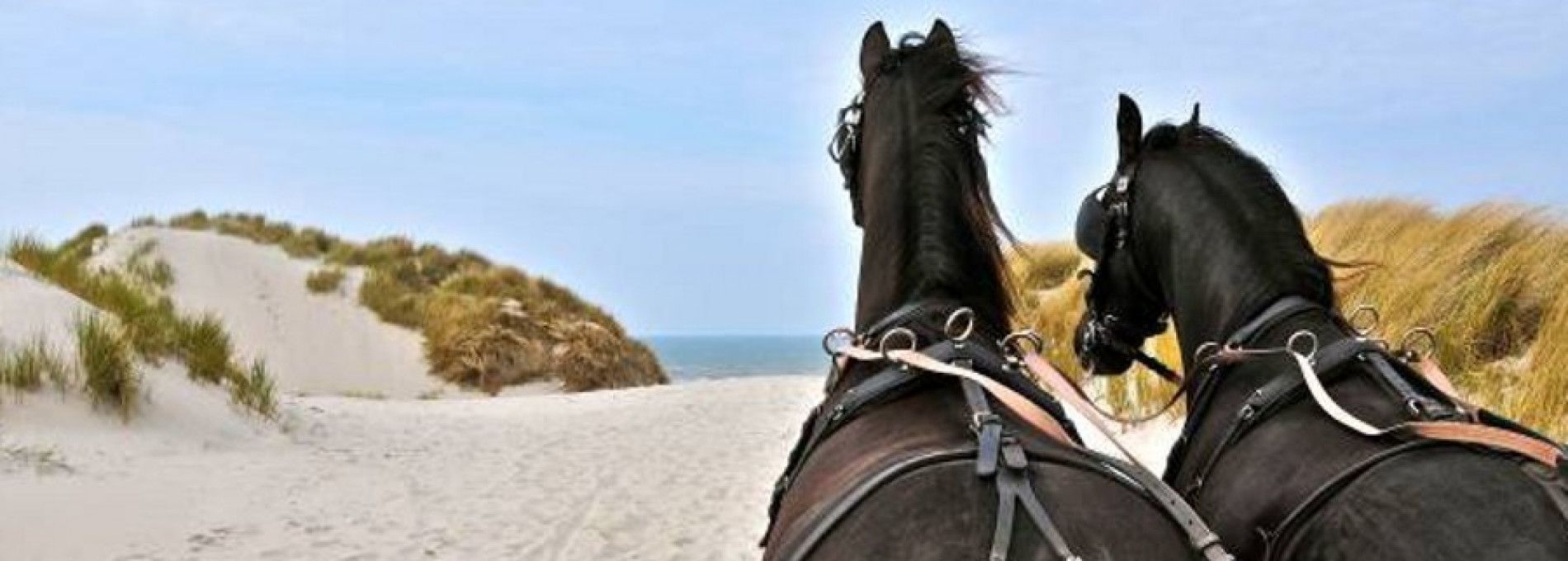 Stal van Buren - verhuur gezelschapsritten - VVV Ameland