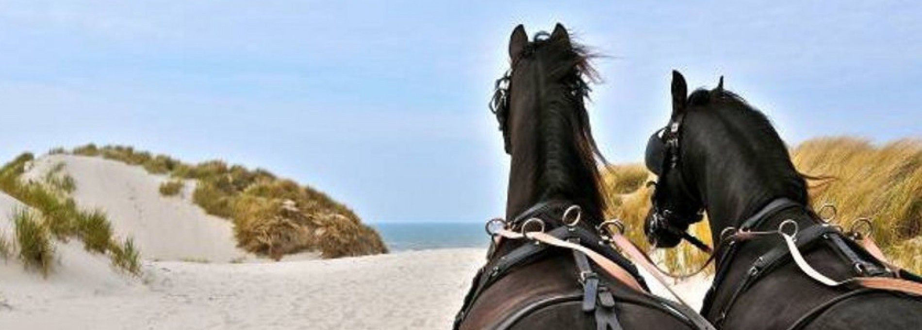 Stal van Buren - verhuur gezelschap ritten Ameland