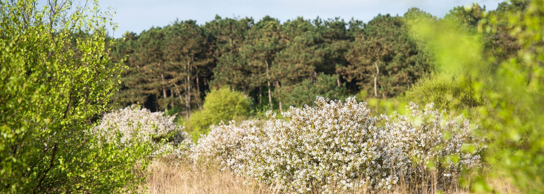Bos- en Duintocht - VVV Ameland