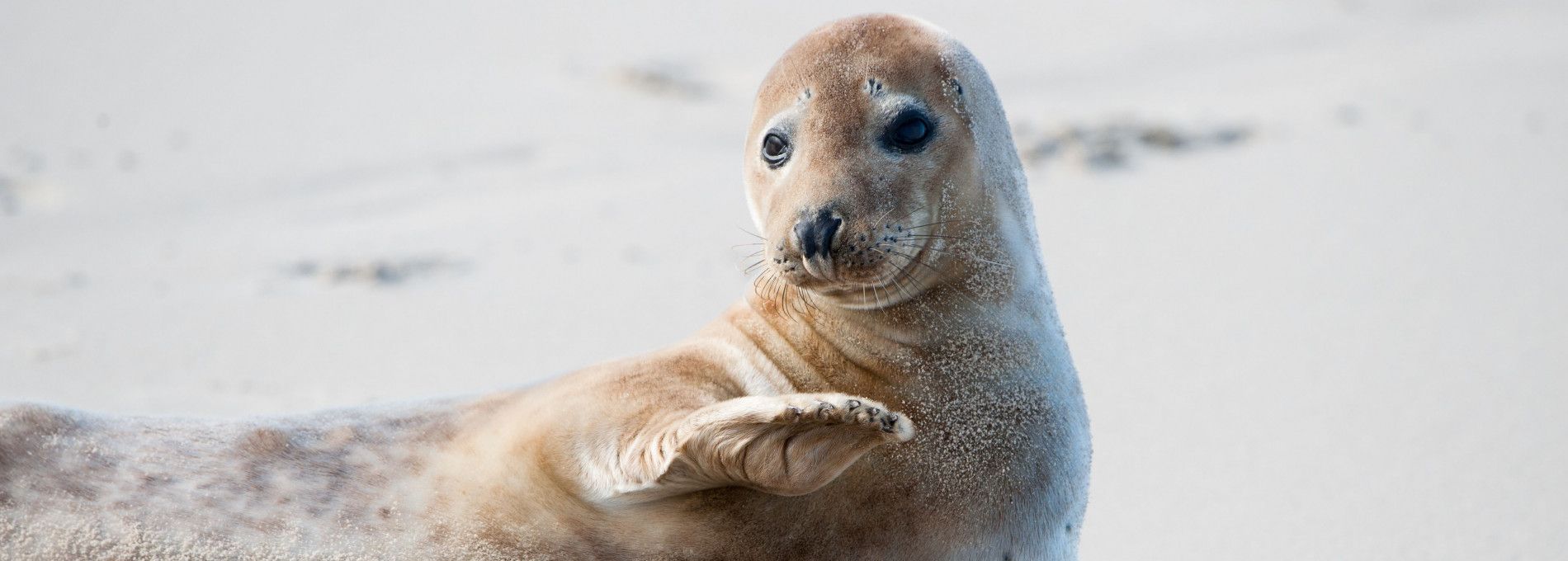 Robbentochten op Ameland - VVV Ameland
