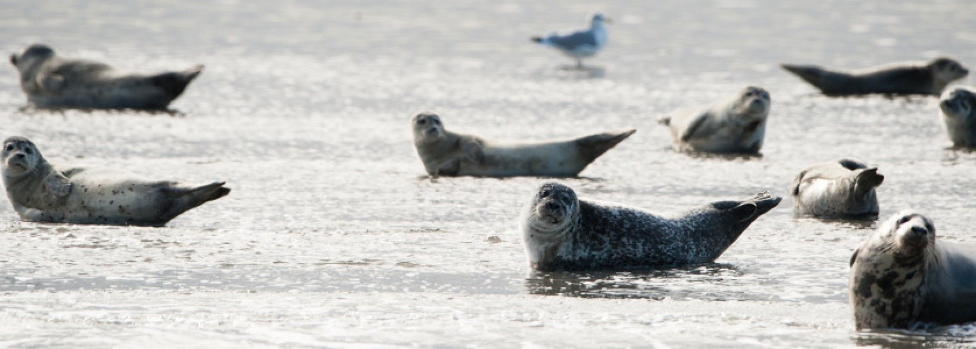 Zeehonden arrangement op Ameland