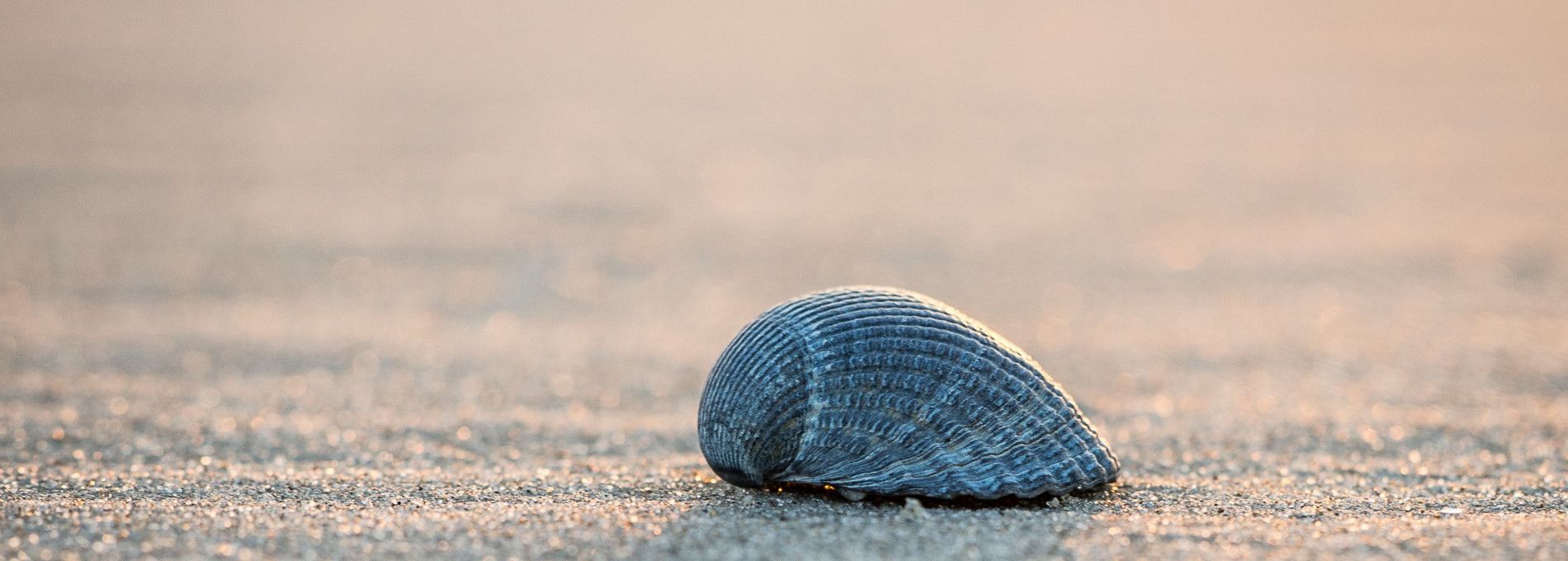 Nieuwjaarsduik - VVV Ameland