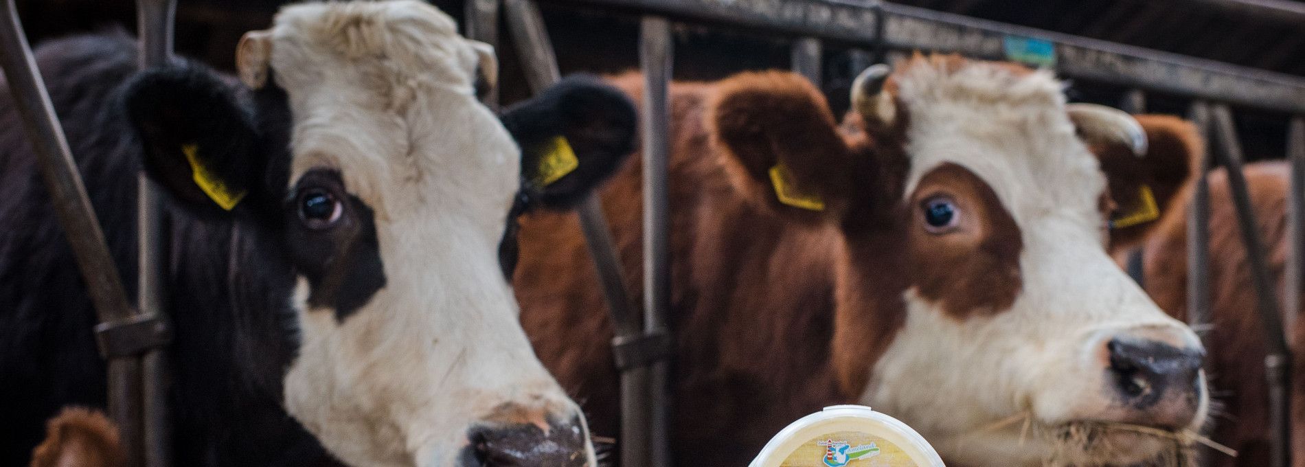 Amelander, biologisch rundvlees - Amelands Produkt - VVV Ameland