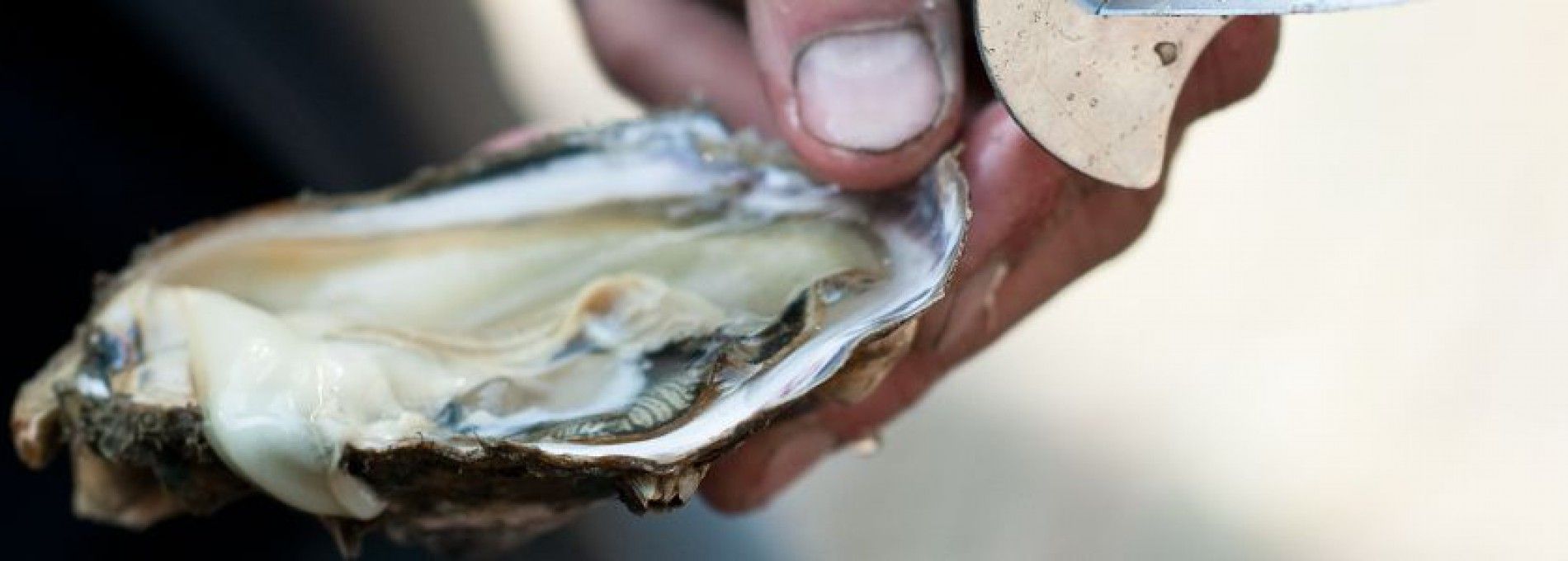 Amelander oesters, harderfilet en zeebaars - Amelands Produkt - VVV Ameland