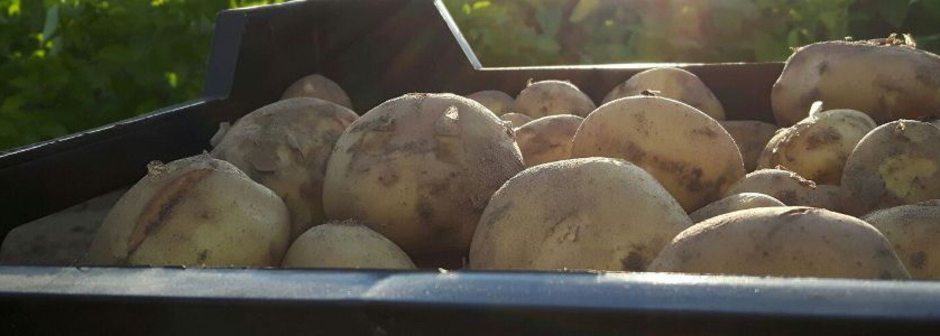 Amelander aardappelen - Amelands Produkt - VVV Ameland