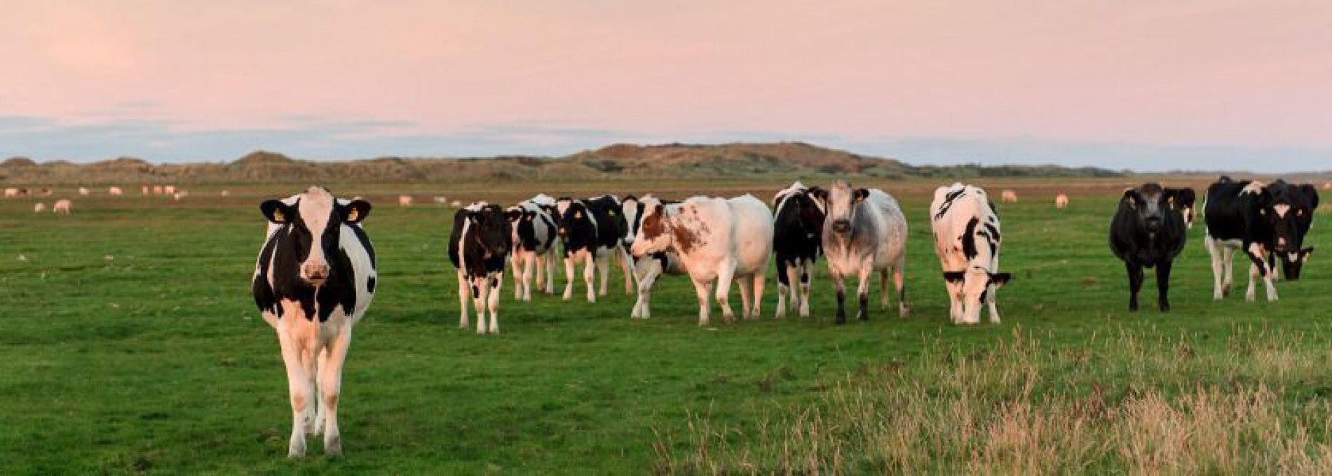 Dierenarts op Ameland
