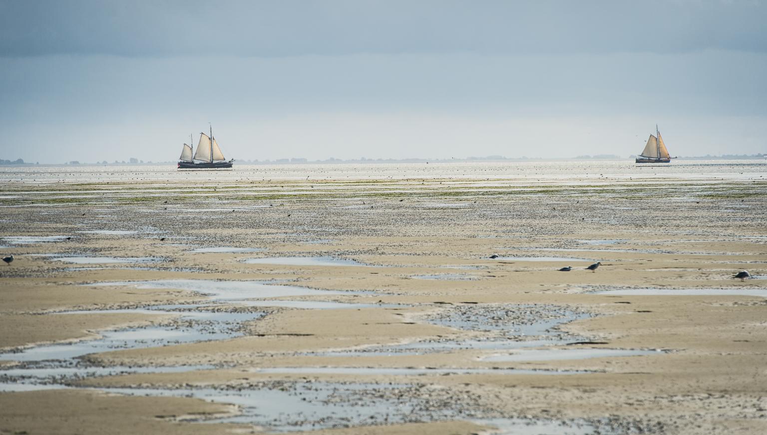Buurder Steiger - VVV Ameland