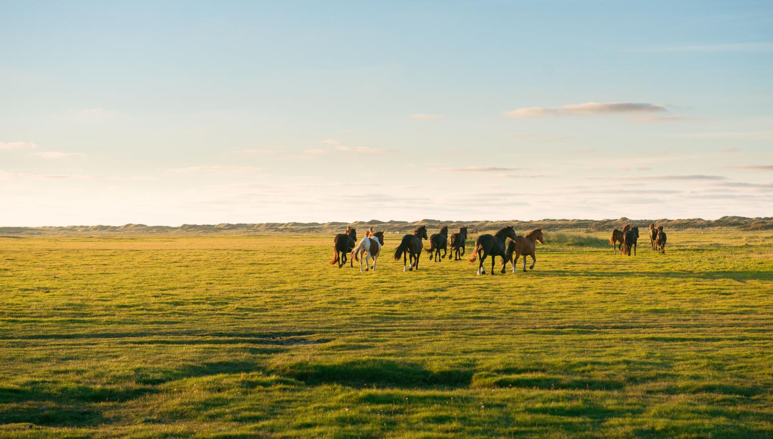 Nieuwlandsreid - VVV Ameland
