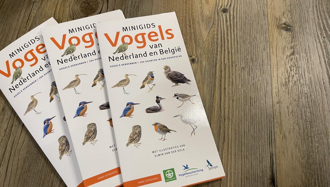 Minigids Vogels van Nederland en België - Webshop VVV Ameland