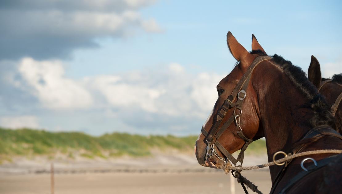 Demonstratie paardenreddingboot - VVV Ameland