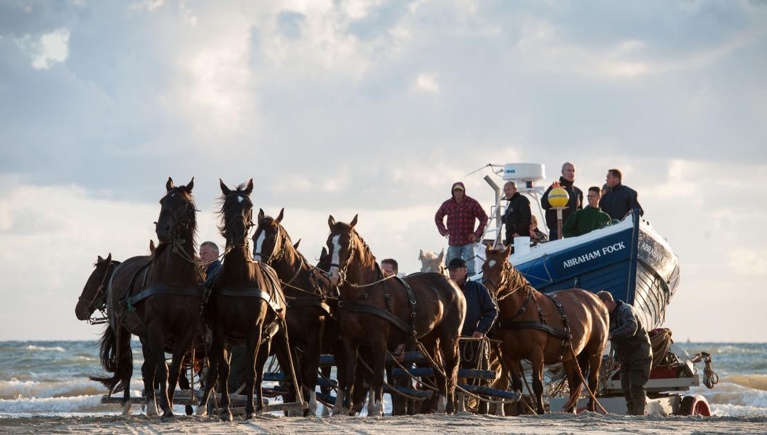 Demonstratie paardenreddingboot - VVV Ameland